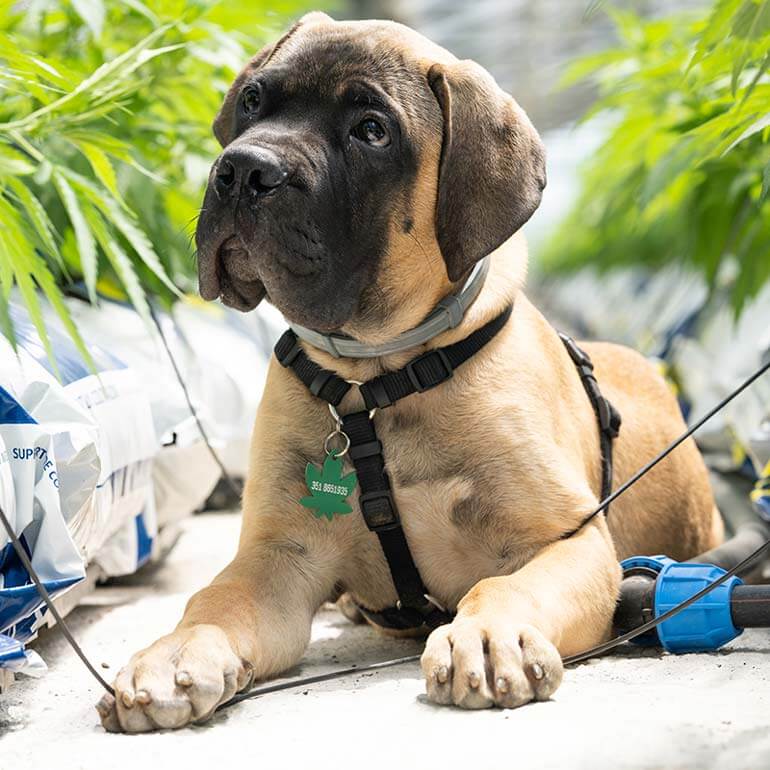 Saúde animal com derivados de cannabis? O respaldo em lei aos prescritores veterinários
